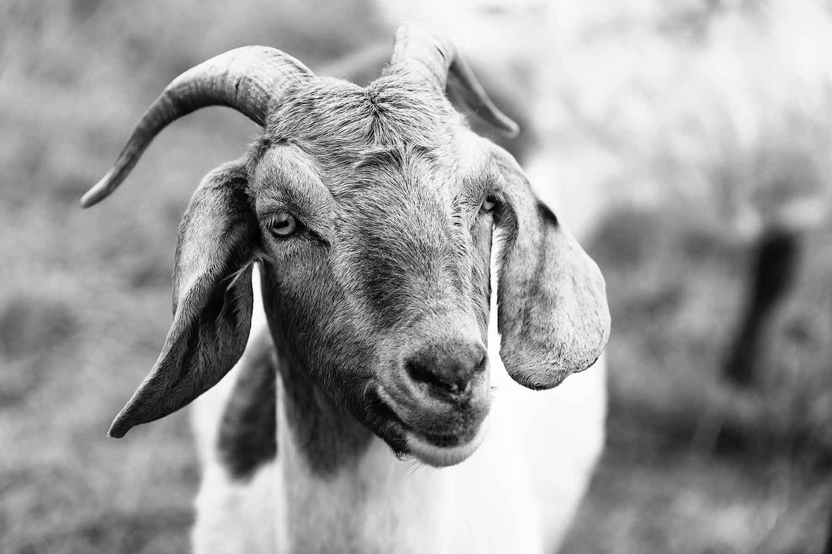 Photo of a goat captures by Christina & Peter